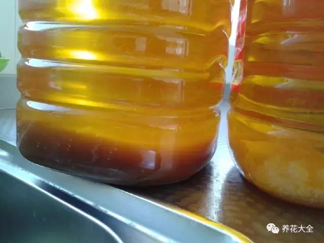 盆里埋滴油5天窜芽20天爆盆怎么回事