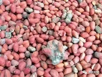 盆里埋滴油5天窜芽20天爆盆怎么回事