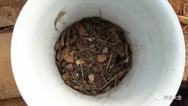 盆里埋滴油5天窜芽20天爆盆怎么回事