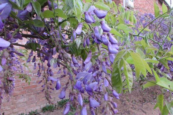 葛花图片欣赏(葛花图片大全)