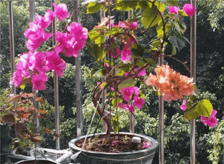养花经验窍门大全