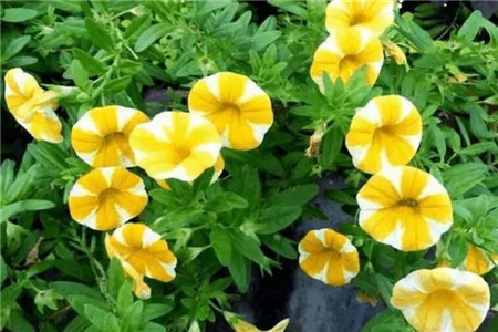哪种花最好养不容易死