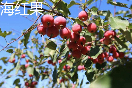 海红子和山楂的区别