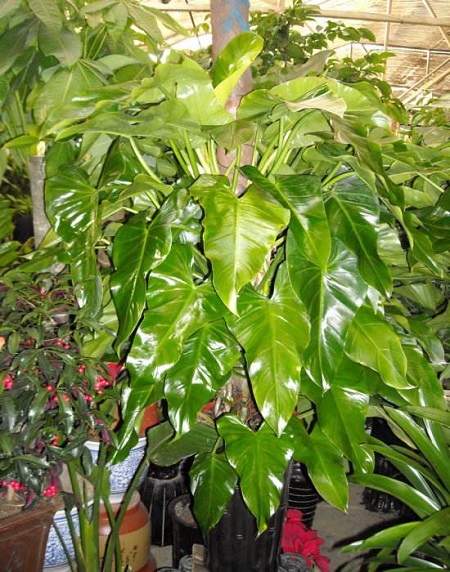 绿宝石喜林芋开花预兆