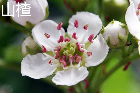 海红子和山楂的区别