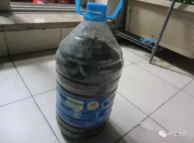 盆里埋滴油5天窜芽20天爆盆怎么回事