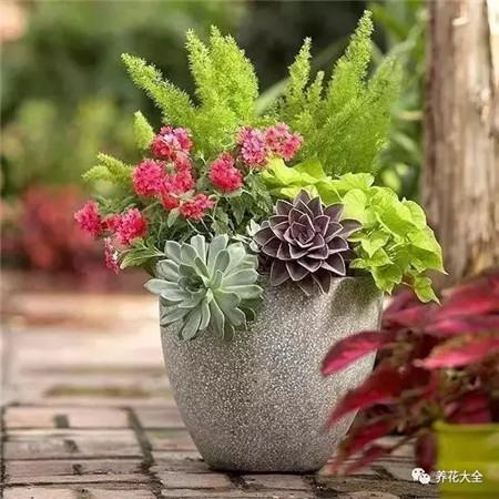 她的一个花盆胜过你的一个院子英文