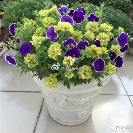 她的一个花盆胜过你的一个院子英文