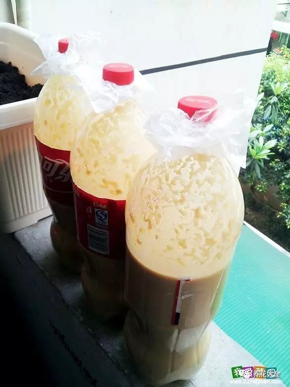 盆里埋滴油5天窜芽20天爆盆怎么回事