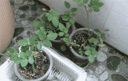 养花经验窍门大全
