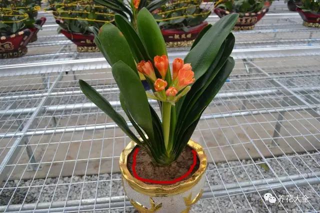 盆里埋滴油5天窜芽20天爆盆怎么回事