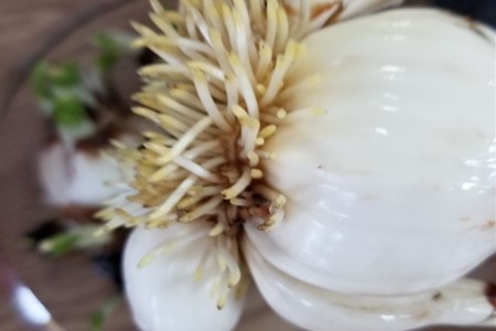 水仙花球茎怎么种植方法