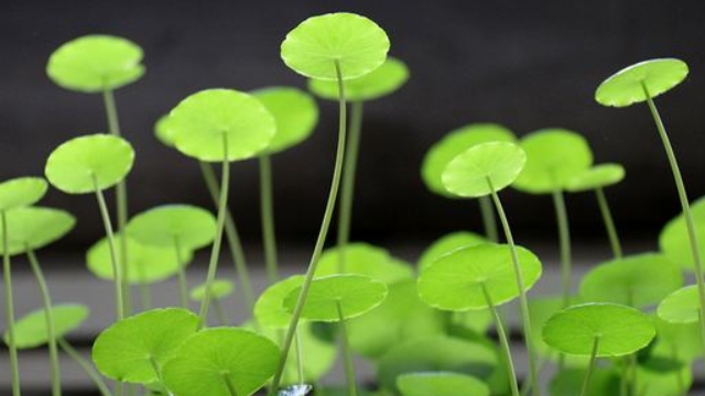 金钱草泡水能天天喝吗(金钱草能不能长期泡水喝)