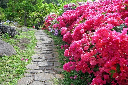 1三角梅开花怎样延长时间