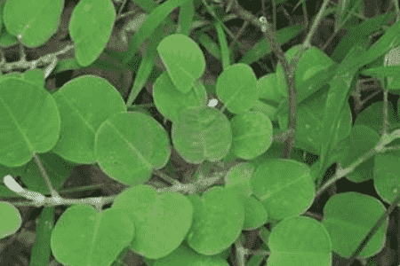 金钱草能不能长期泡水喝