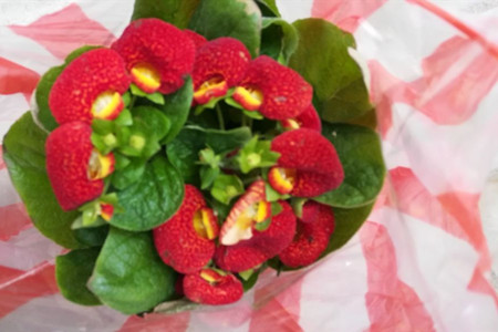 荷花包是什么意思