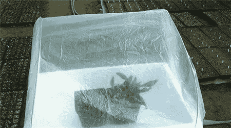 养花经验窍门大全