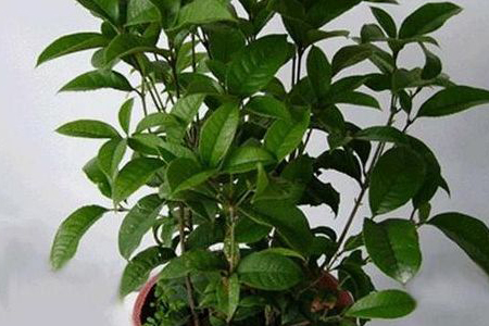 桂花怎样育苗视频教程