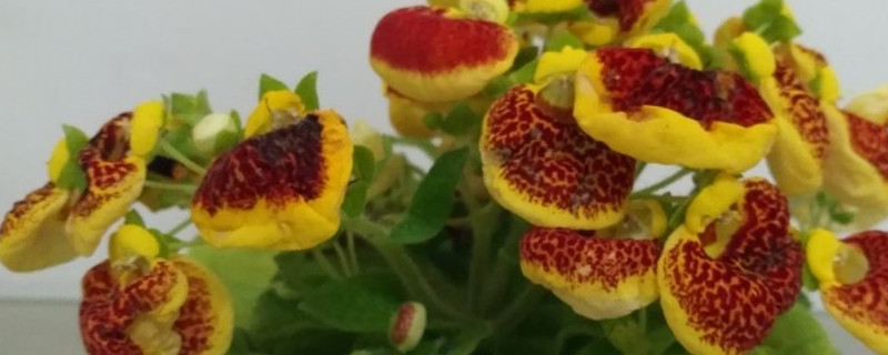 荷包花的花语和寓意有什么传说故事(荷花包是什么意思)
