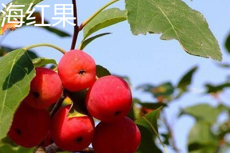 海红子和山楂的区别