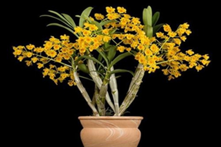 金钗石斛种植方法和技巧