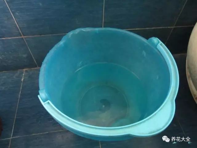 盆里埋滴油5天窜芽20天爆盆怎么回事