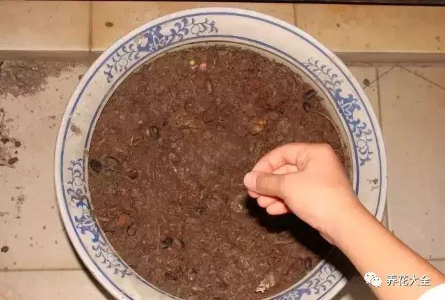 盆里埋滴油5天窜芽20天爆盆怎么回事