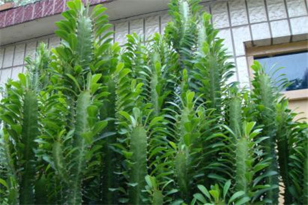 龙骨花的养殖方法和注意事项