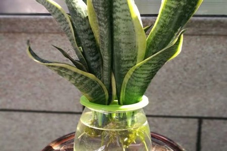 虎皮兰绿植寓意