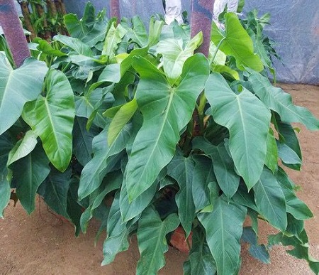 绿宝石喜林芋开花预兆