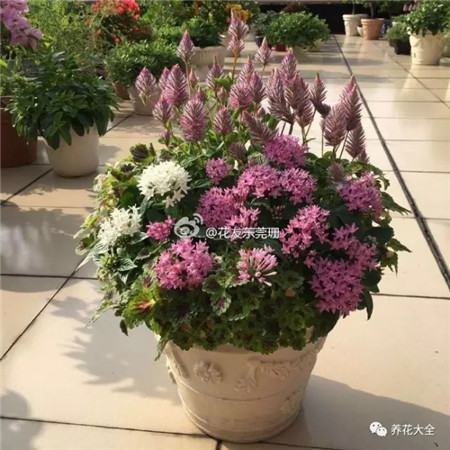 她的一个花盆胜过你的一个院子英文