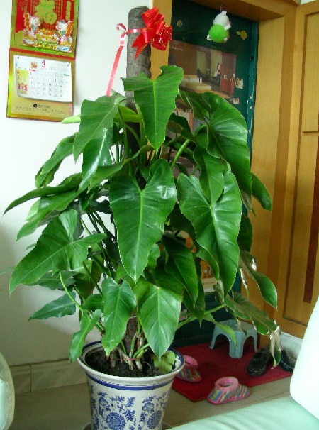 绿宝石喜林芋开花预兆