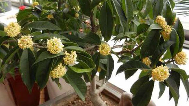 桂花怎样育苗(桂花怎样育苗视频教程)