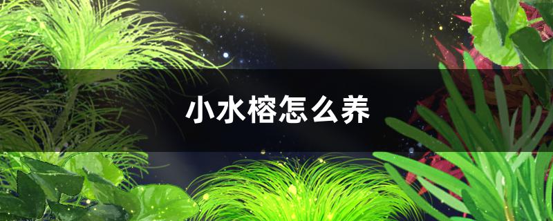 小水榕怎么养需要二氧化碳吗(小水榕能活多久)