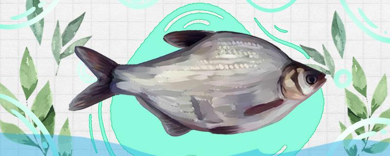江河流水中能钓鳊鱼吗如何钓(春天野钓江河鲮鱼的技巧)