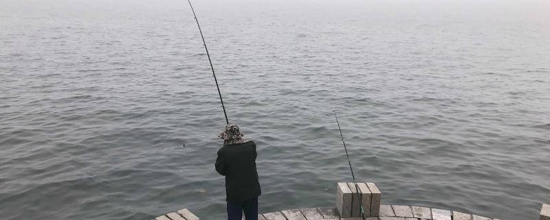 海钓用鸡肝行吗能钓什么鱼(鸡肝当海钓窝料是用生的还是用熟的?)
