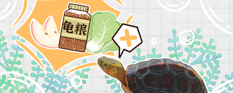 黄缘闭壳龟不吃东西是什么原因怎么治疗(黄缘闭壳龟不会闭合是什么原因)