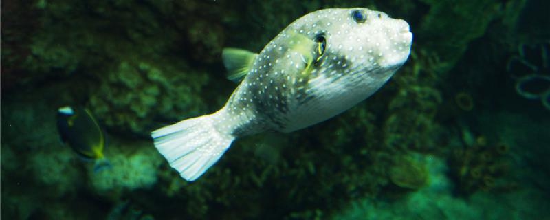 海水河豚鱼怎么养怎么喂食(海水河豚放到淡水中为什么不会死)