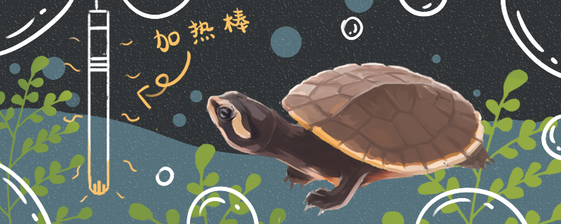 圆澳龟怎么养需要加温养吗(圆澳龟饲养注意事项)