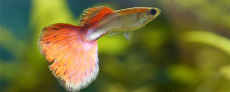 孔雀鱼需要水族灯吗用什么灯效果好(孔雀鱼需要鱼缸灯吗)
