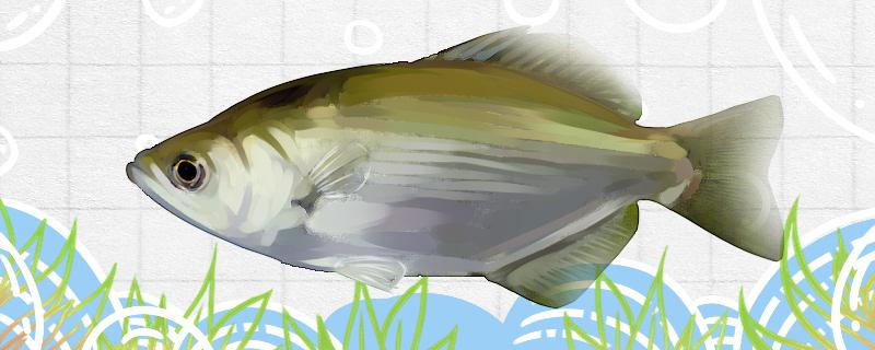 洛氏射水鱼好养吗怎么养(洛氏射水鱼好养吗怎么养活)