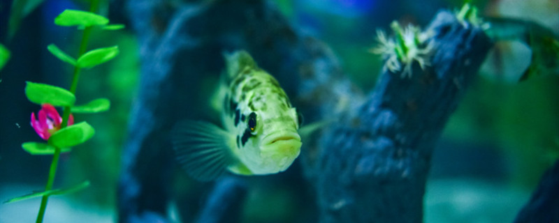 养鱼池水浑浊怎么处理养鱼池怎么消毒杀菌(养鱼池里的水浑怎么办)
