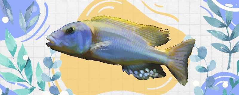 流星鲷鱼好养吗怎么养(流星鲷公母区分)