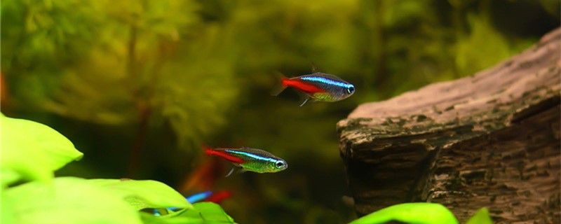 红绿灯鱼需要水族灯吗晚上用开灯吗(红绿灯鱼晚上会发光吗)