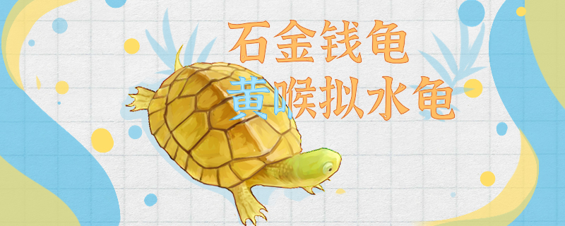 黄喉拟水龟吧