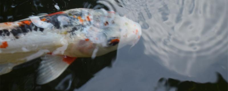 锦鲤鱼缸水浑浊怎么办为什么水会变浑浊(锦鲤鱼缸浑水变清有妙招)
