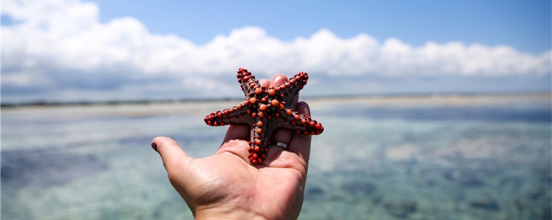 海星如何繁殖什么时候繁殖(海星怎么繁殖的视频)
