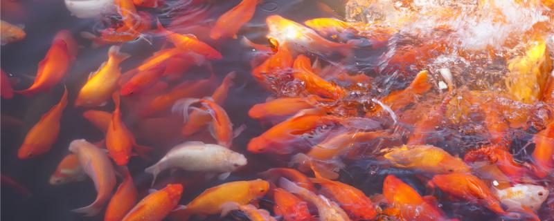 2米&times;1米的池子能养多少锦鲤怎么饲养(一米二的鱼缸能养锦鲤吗)