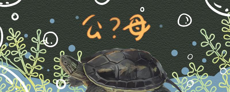 珍珠龟如何分辨公母公母能养在一起吗(珍珠龟如何分辨公母公母能养在一起吗图解)