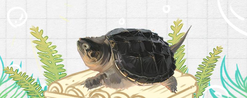 鳄龟身上掉皮怎么回事皮肤腐烂怎么回事(鳄龟大量脱皮)